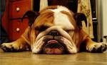 English Bulldog Resting